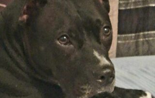 American Staffordshire Terrier