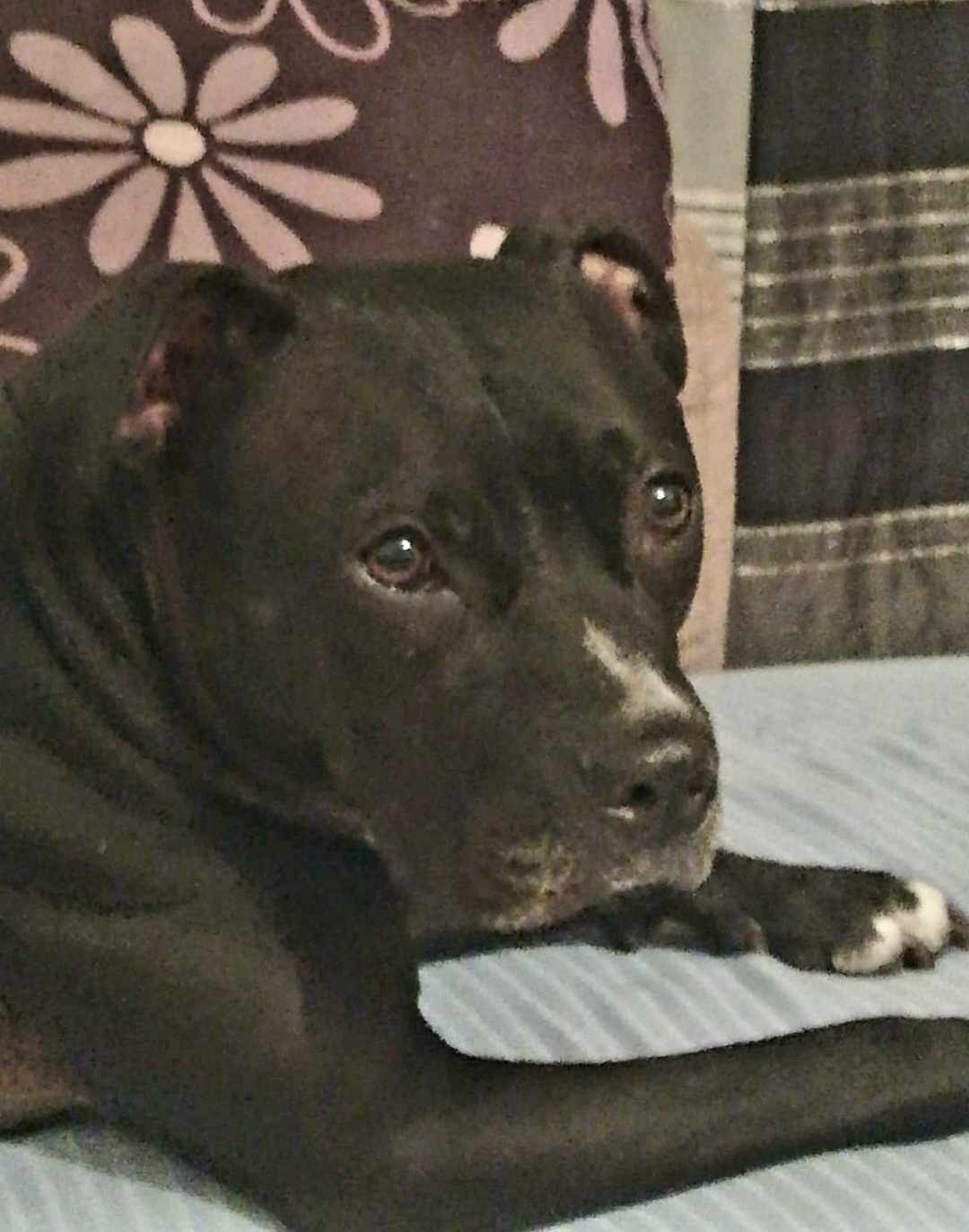 American Staffordshire Terrier