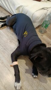 Eine OP für Puma Puma im Body