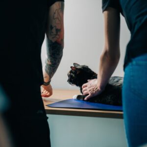 Eine Katze wird untersucht